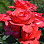 image17