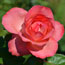 image22