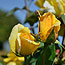 image22