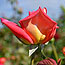 image04