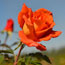 image06