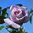 image07